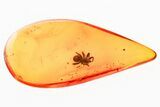 Detailed Fossil Spider (Araneae) In Baltic Amber #381533-1